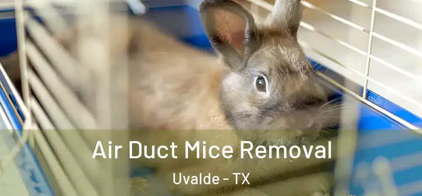 Air Duct Mice Removal Uvalde - TX