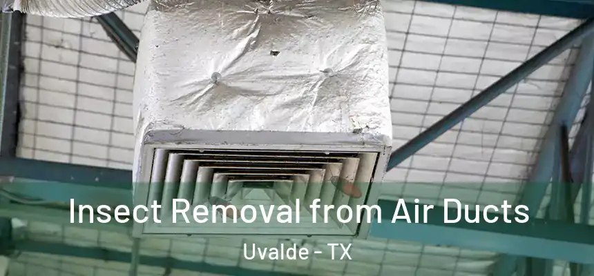  Insect Removal from Air Ducts Uvalde - TX
